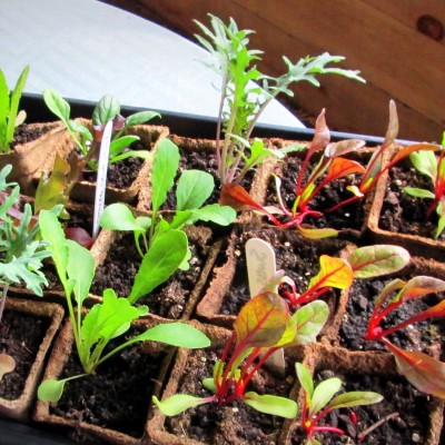Read Full Text: NEW!  Spring Seedling Sale Fundraiser for Dawson’s Rooftop Gardens with Urban Seedling!!