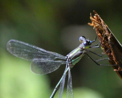 Trip to Costa Rica 2015