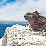 Galapagos Ecology Trip